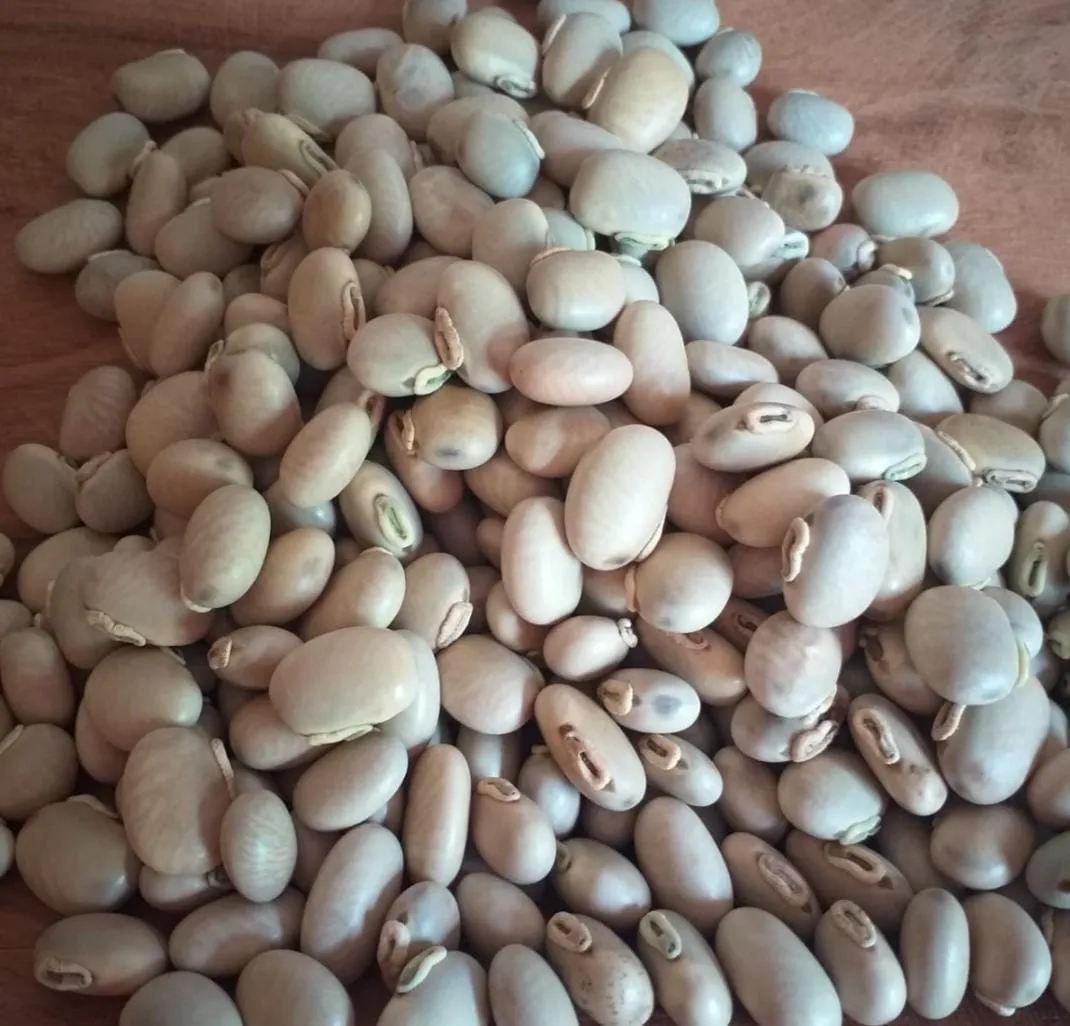 Frijol Mucuna (Mucuna pruriens) (2 KG)