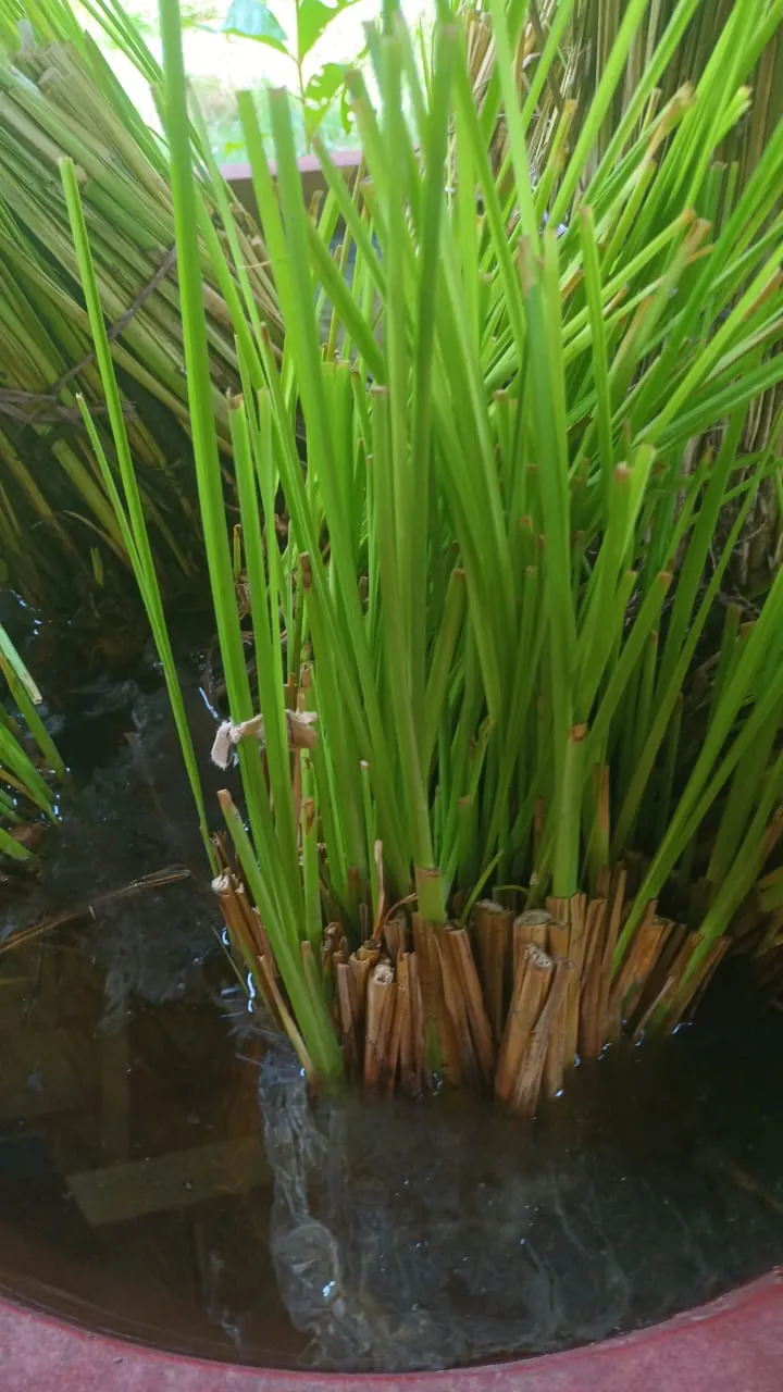 Planta Vetiver (pieza)