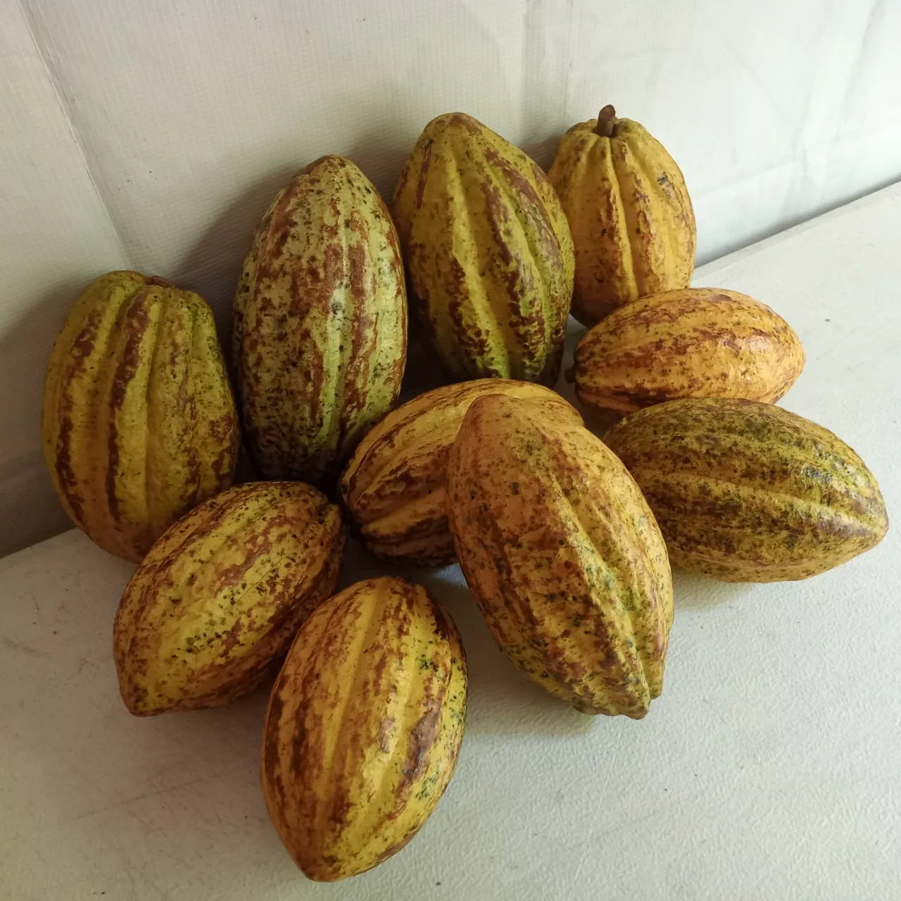 Mazorca de Cacao (pieza)