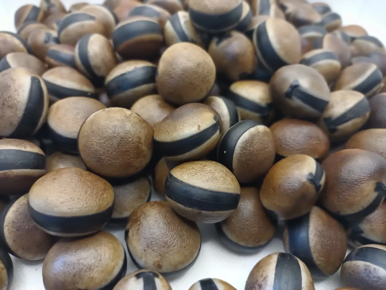 Semilla Ojo de Venado (pieza)